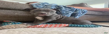 Willow - XL American Bully Puppy 