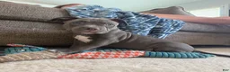 American Bully dogs for sale: Willow - XL American Bully Puppy  - Ad 1