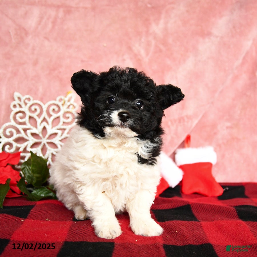 Mixed Breed dogs Nugget - Ad 25