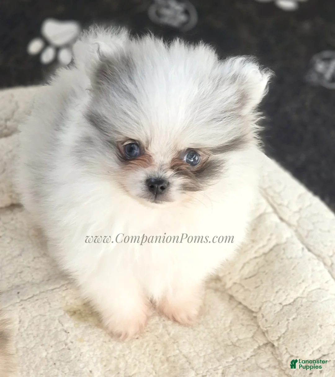 Pomeranian dogs for sale: Sebastian - True Blue Merle- Blue& Grey Eye Marbling - Ad 2