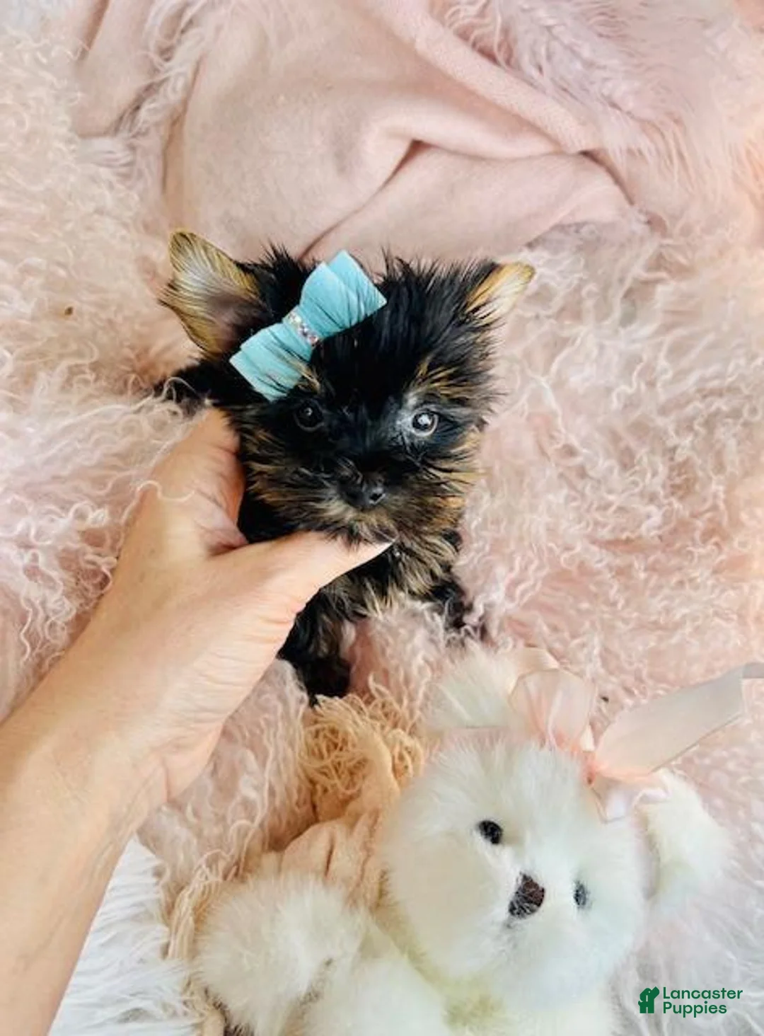 Yorkshire Terrier dogs for sale: Teacup Yorkshire Terrier Puppy 1 - Ad 3
