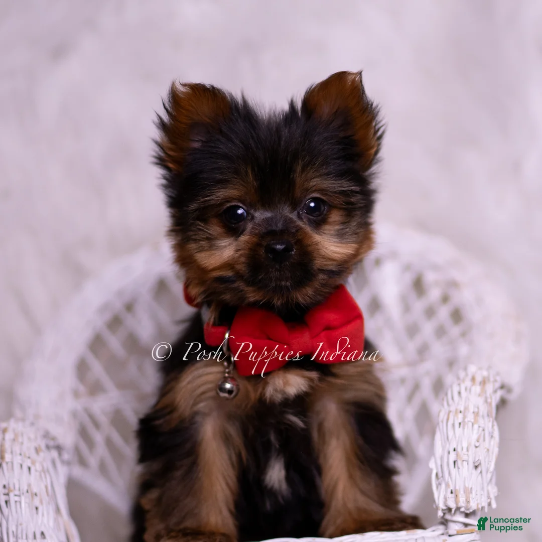 Yorkshire Terrier dogs for sale: Teacup Roku - Ad 1