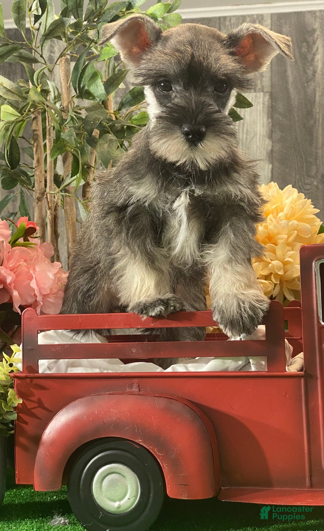 Miniature Schnauzer dogs for sale: Kira - Ad 4