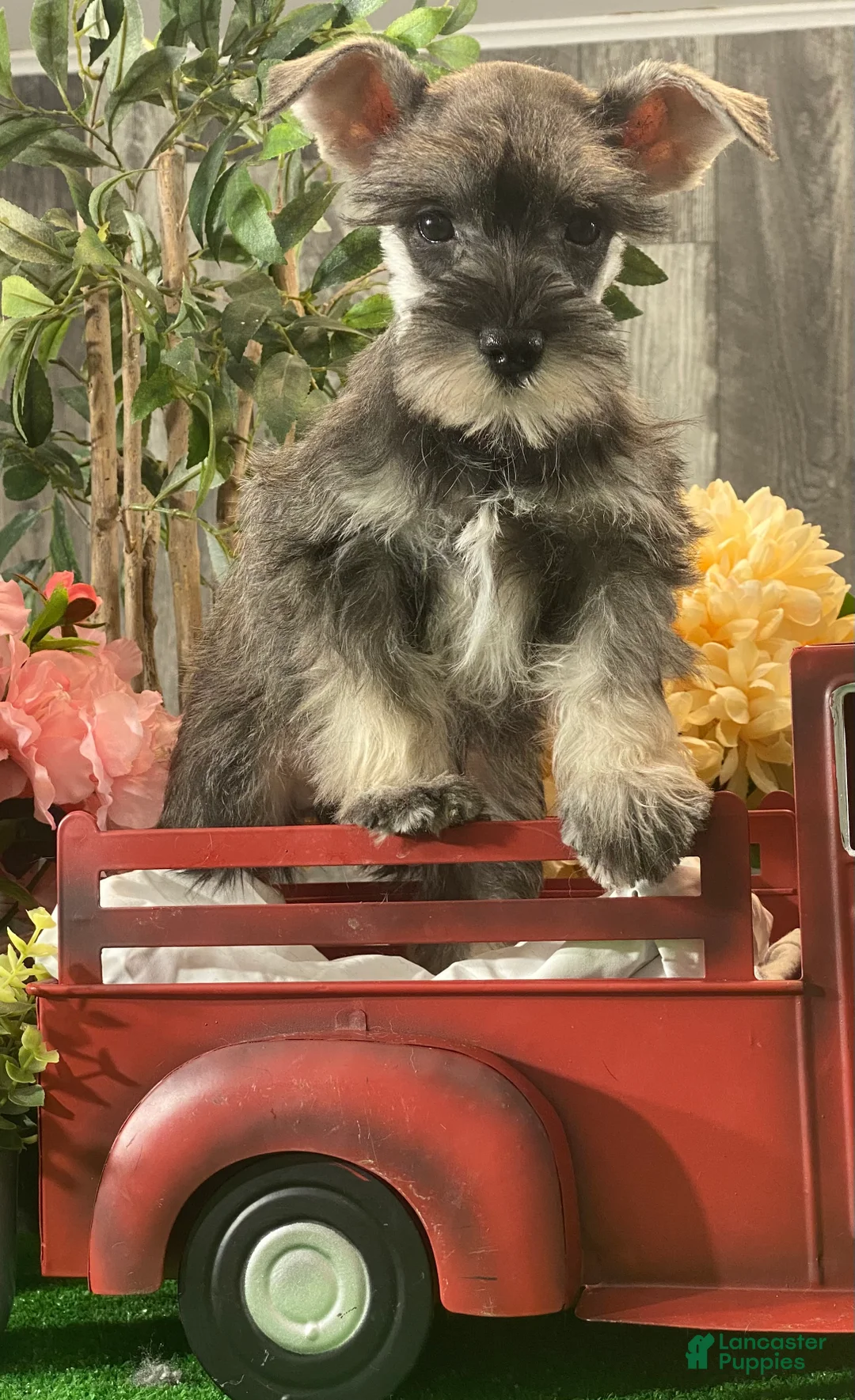 Miniature Schnauzer dogs for sale: Kira - Ad 4
