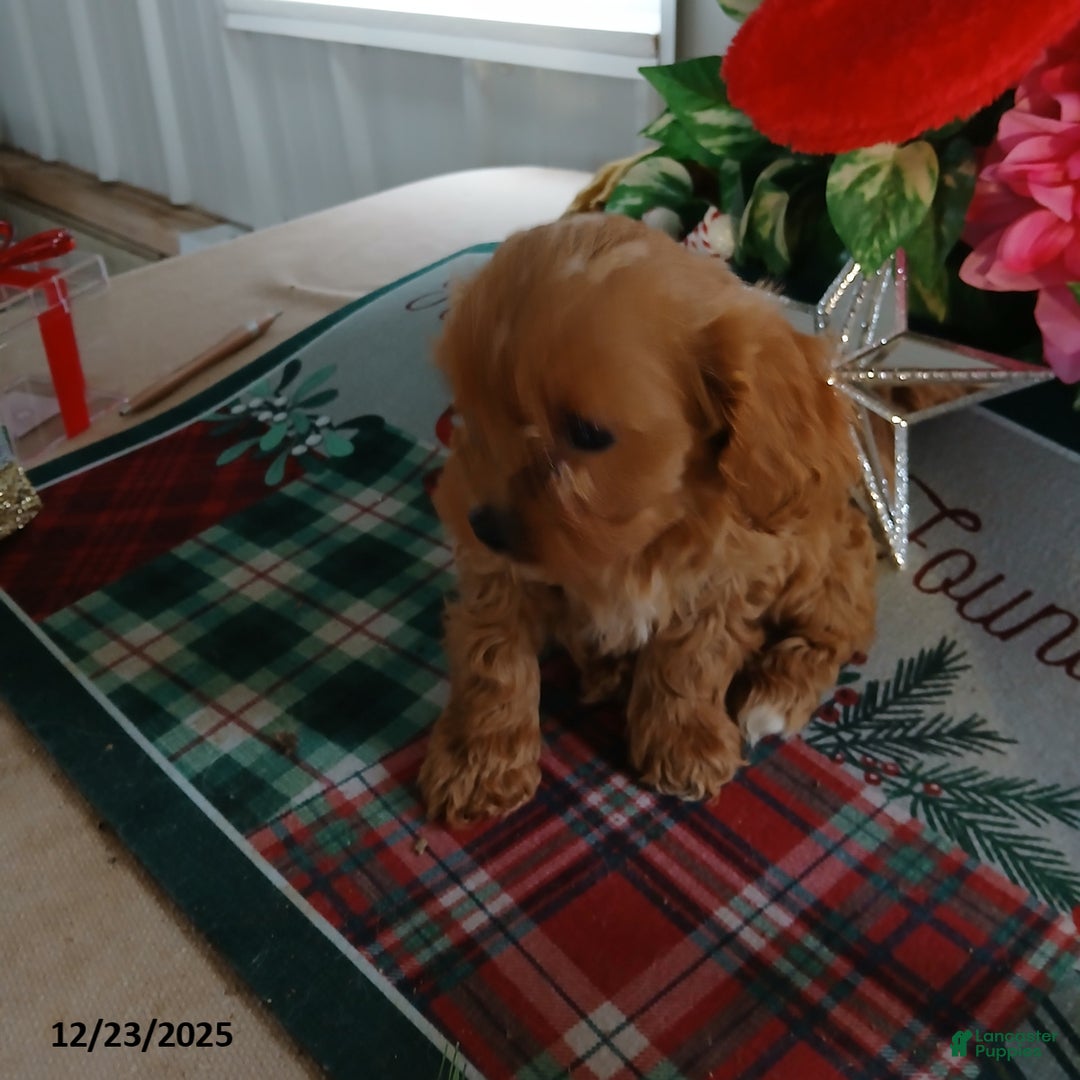 Cavapoo dogs for sale: Candy - Ad 1
