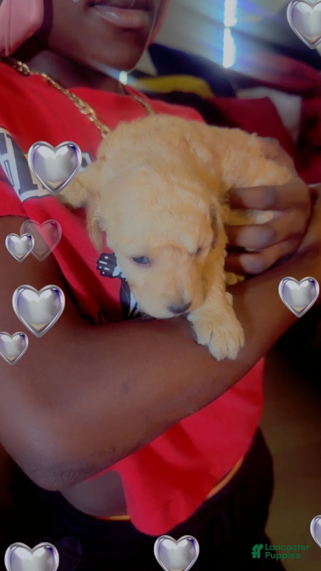 Goldendoodle dogs for sale: Goldendoodle 4 - Ad 1