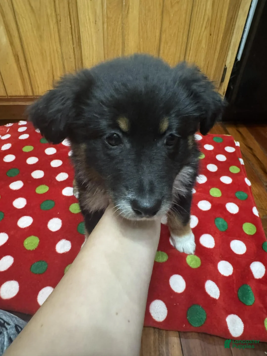 Australian Shepherd dogs for sale: Solstice - Ad 5