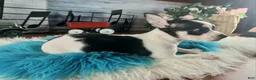 Chihuahua dogs for sale: White blk tri male Hand Delivery  - Ad 3