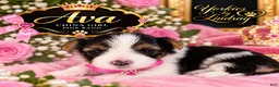 Yorkshire Terrier dogs for sale: Ava | Tri-color Parti Yorkie - Ad 3