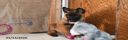 Belgian Malinois dogs for sale: Finn - Ad 5