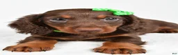 Miniature Dachshund dogs for sale: Theo - Ad 4