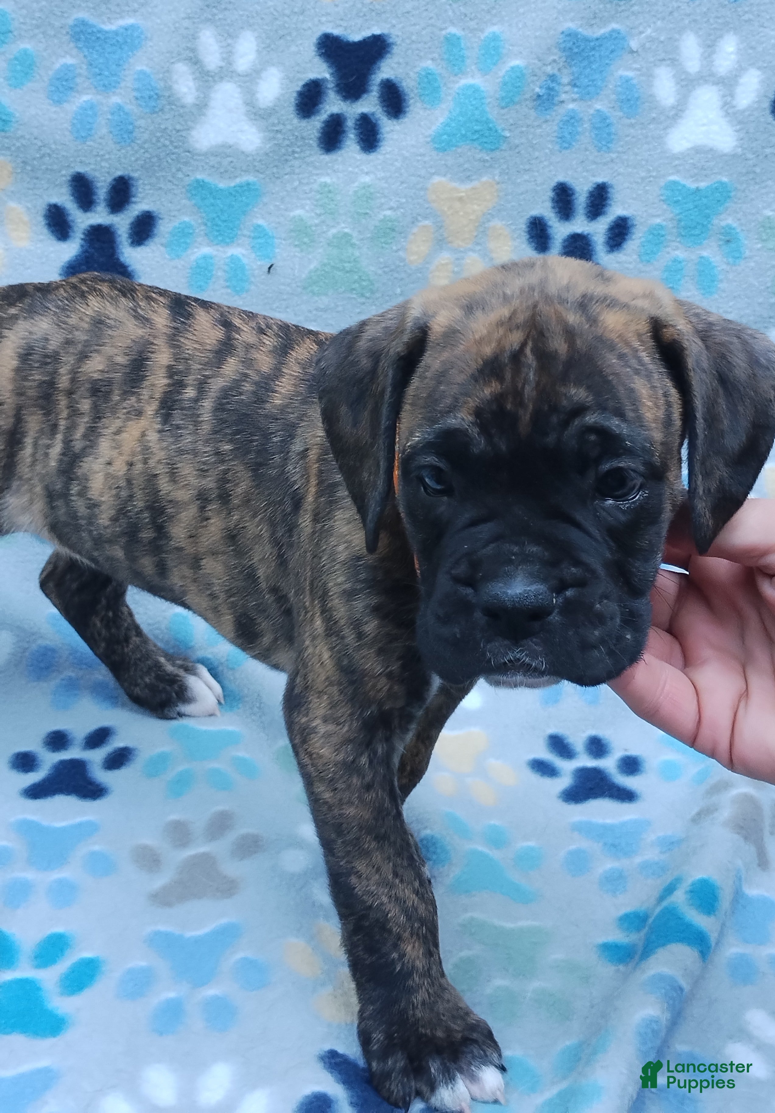 Boxer dogs Boxer Puppy 1 - Ad 1