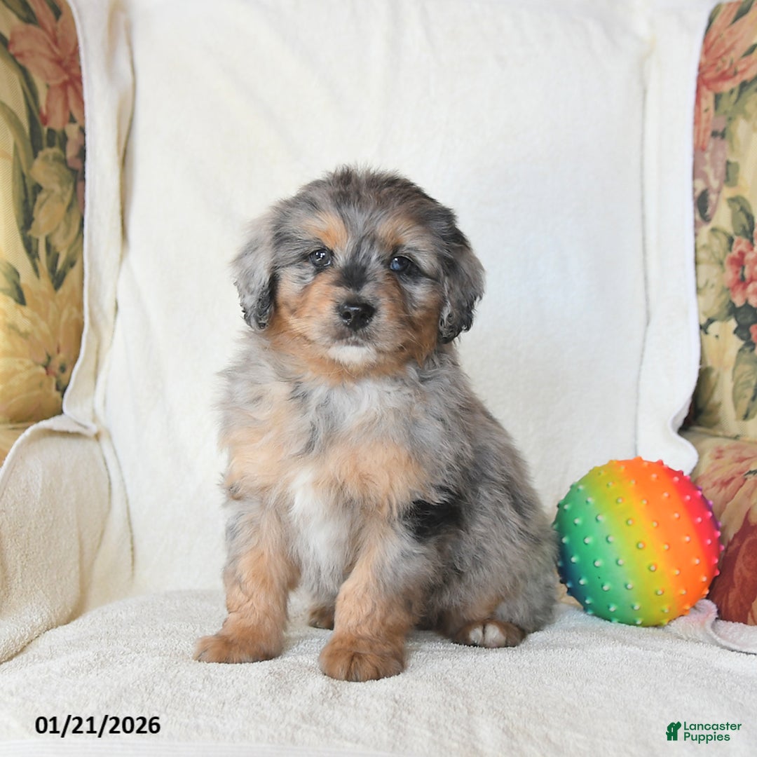 Mini Bernedoodle dogs for sale: Roman - Ad 3