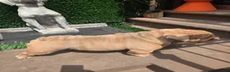 English Bulldog dogs for stud: OPEN FOR STUD - Ad 56