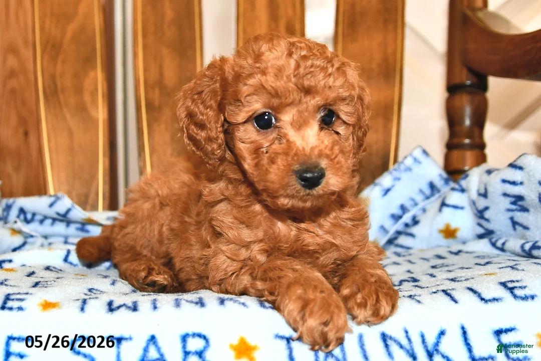 Cavapoo dogs for sale: Pedro - Ad 2