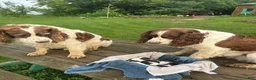 English Springer Spaniel dogs for sale: Olivia - Ad 9
