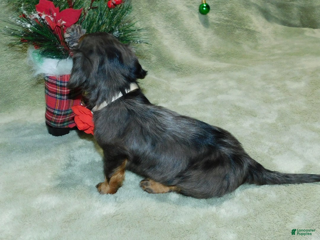 Miniature Dachshund dogs for sale: Miniature Dachshund Puppy 1 - Ad 10