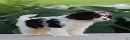 Cavapoo dogs for sale: Dana - Ad 7