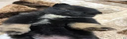 Pomeranian dogs for sale: Pomeranian 1 - Ad 2