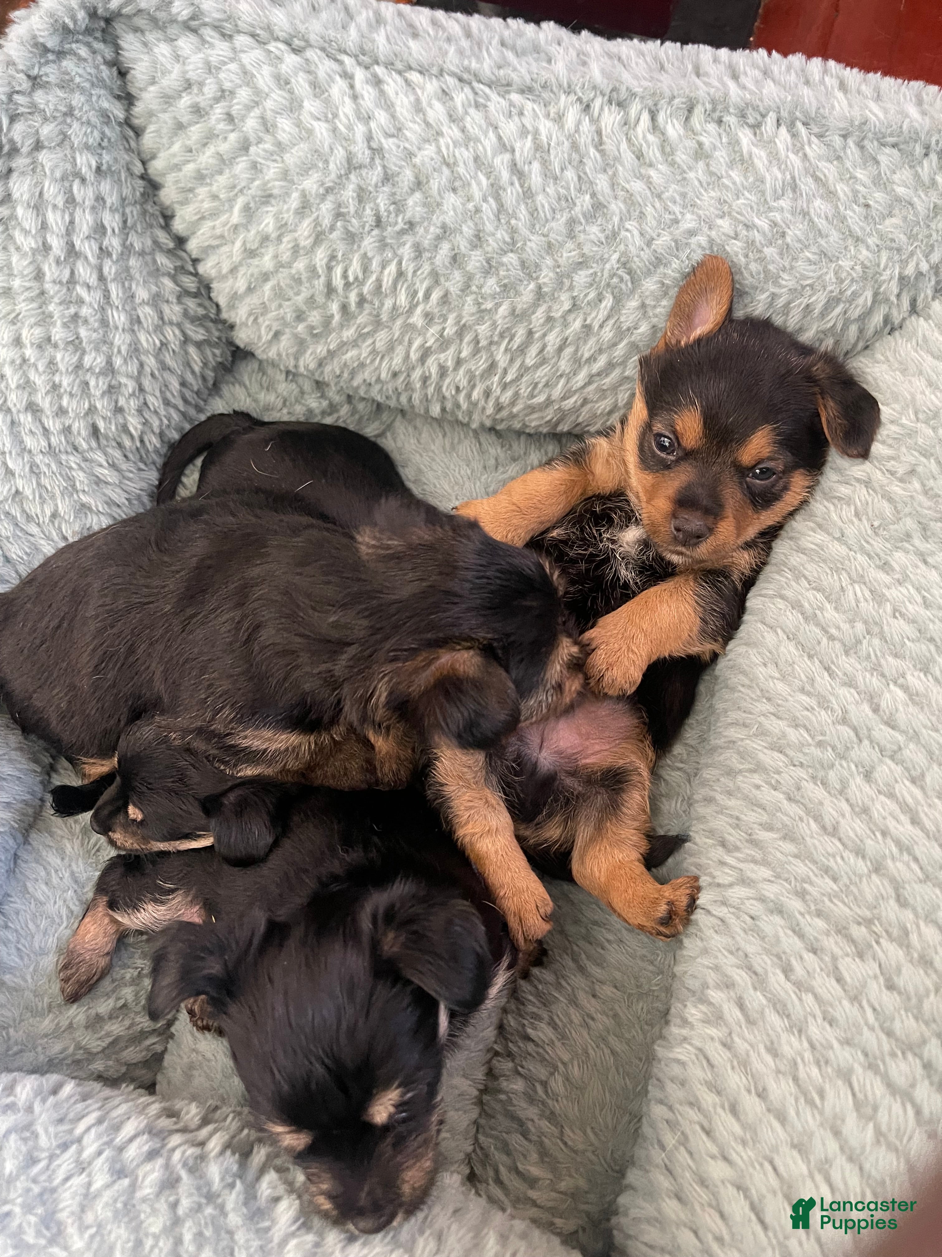 Dorkie dogs Goldie - Ad 4
