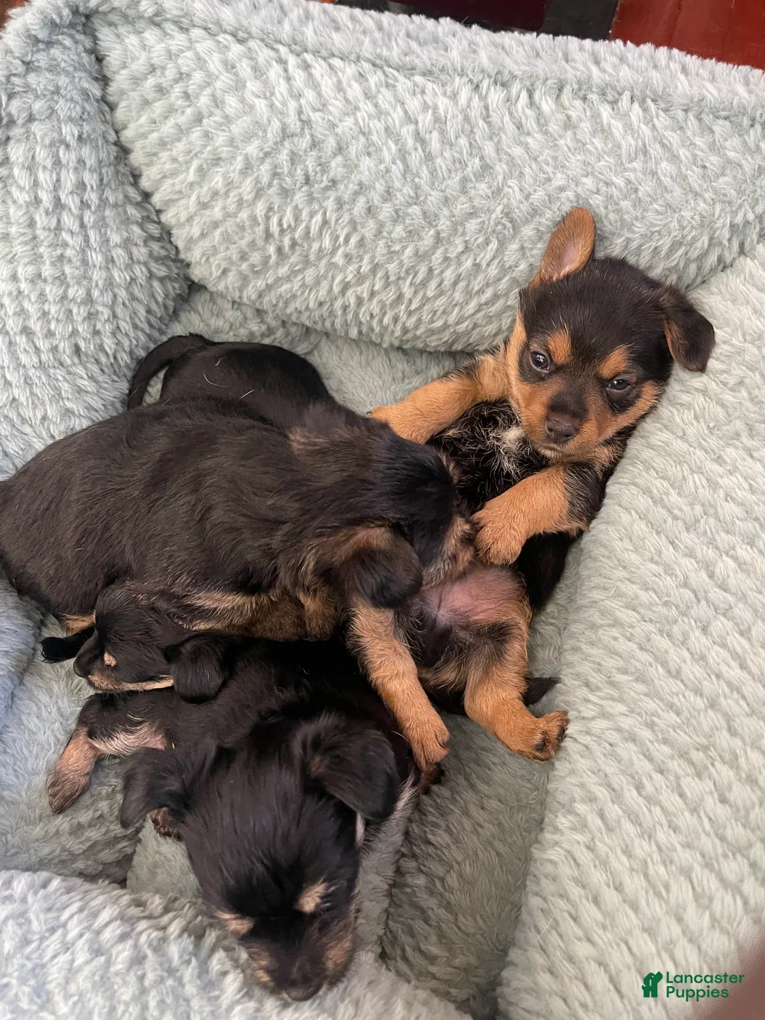Dorkie dogs for sale: Goldie - Ad 1