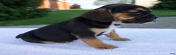 Beabull dogs for sale: Knox - Ad 3