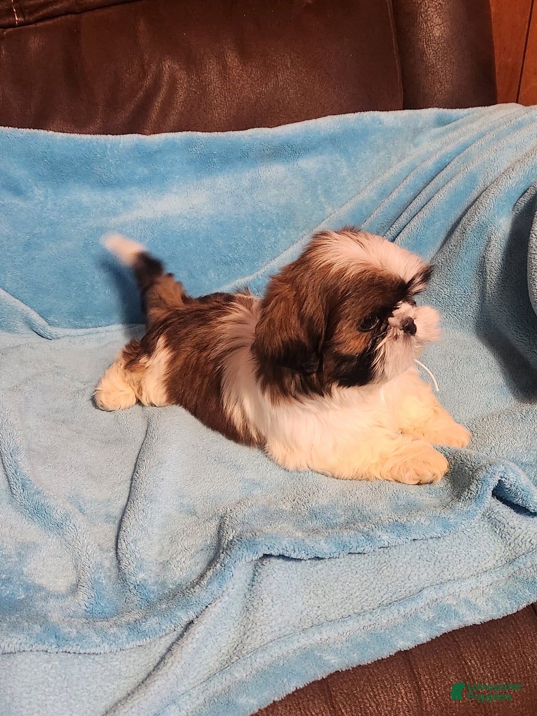 Shih Tzu dogs for sale: Shih Tzu Puppy 2 - Ad 5
