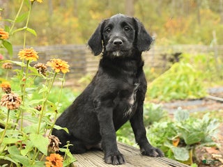 Labradoodle dogs - Ad 2