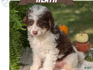 Mini Bernedoodle dogs - Ad 35