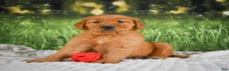 Golden Retriever dogs for sale: Sophie - Ad 10