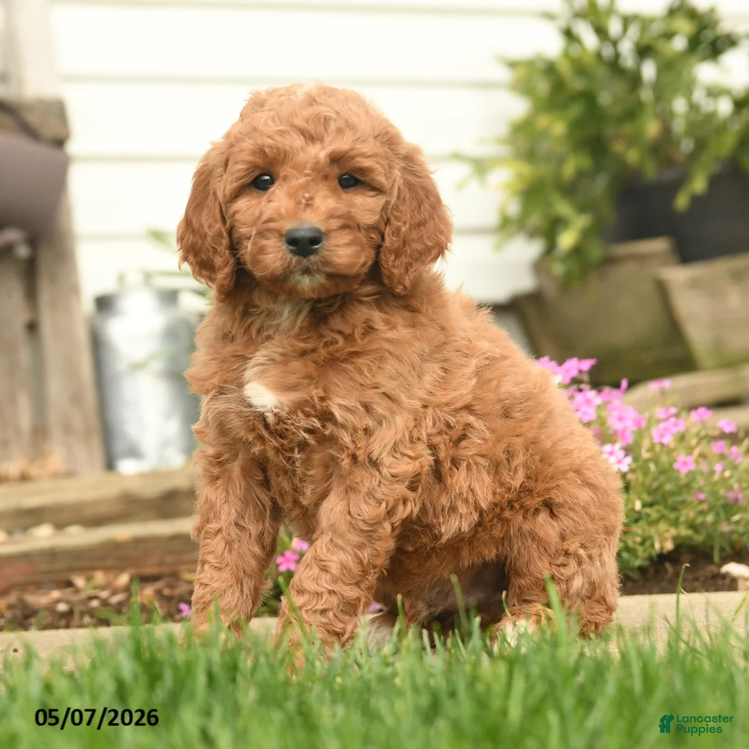 Goldendoodle dogs for sale: Rony - Ad 1