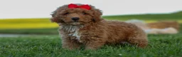 Miniature Poodle dogs for sale: Tyson 💙✨ - Ad 14