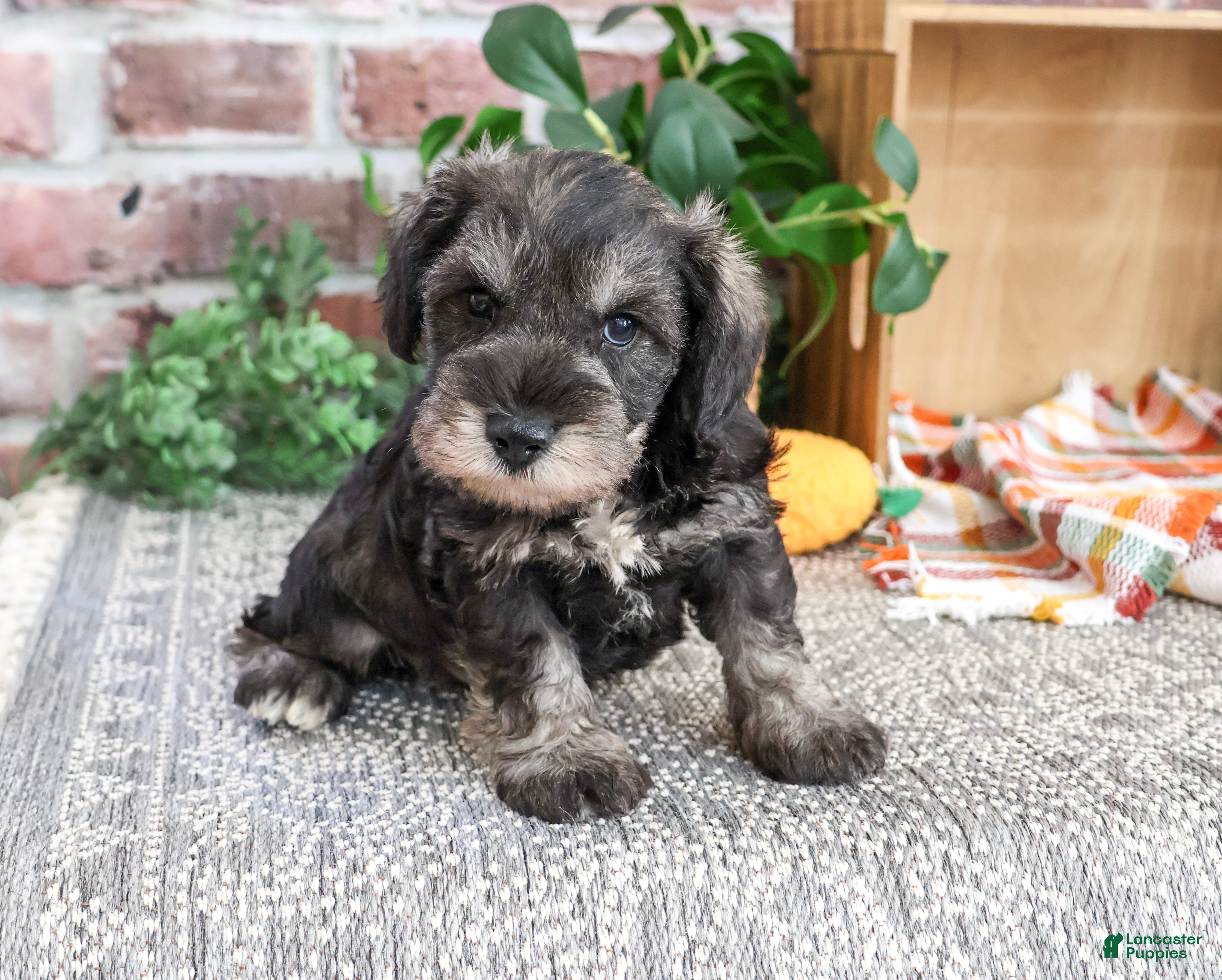 Miniature Schnauzer dogs Kennedy - Ad 37