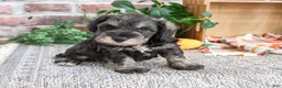 Miniature Schnauzer dogs for sale: Kennedy - Ad 1