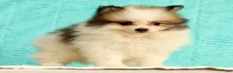 Pomeranian dogs for sale: Mitch - Ad 2