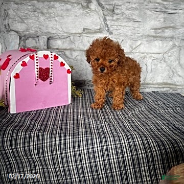 Toy Poodle dogs Milo - Ad 2