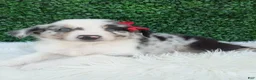 Australian Shepherd dogs for sale: Marshall  - Ad 4