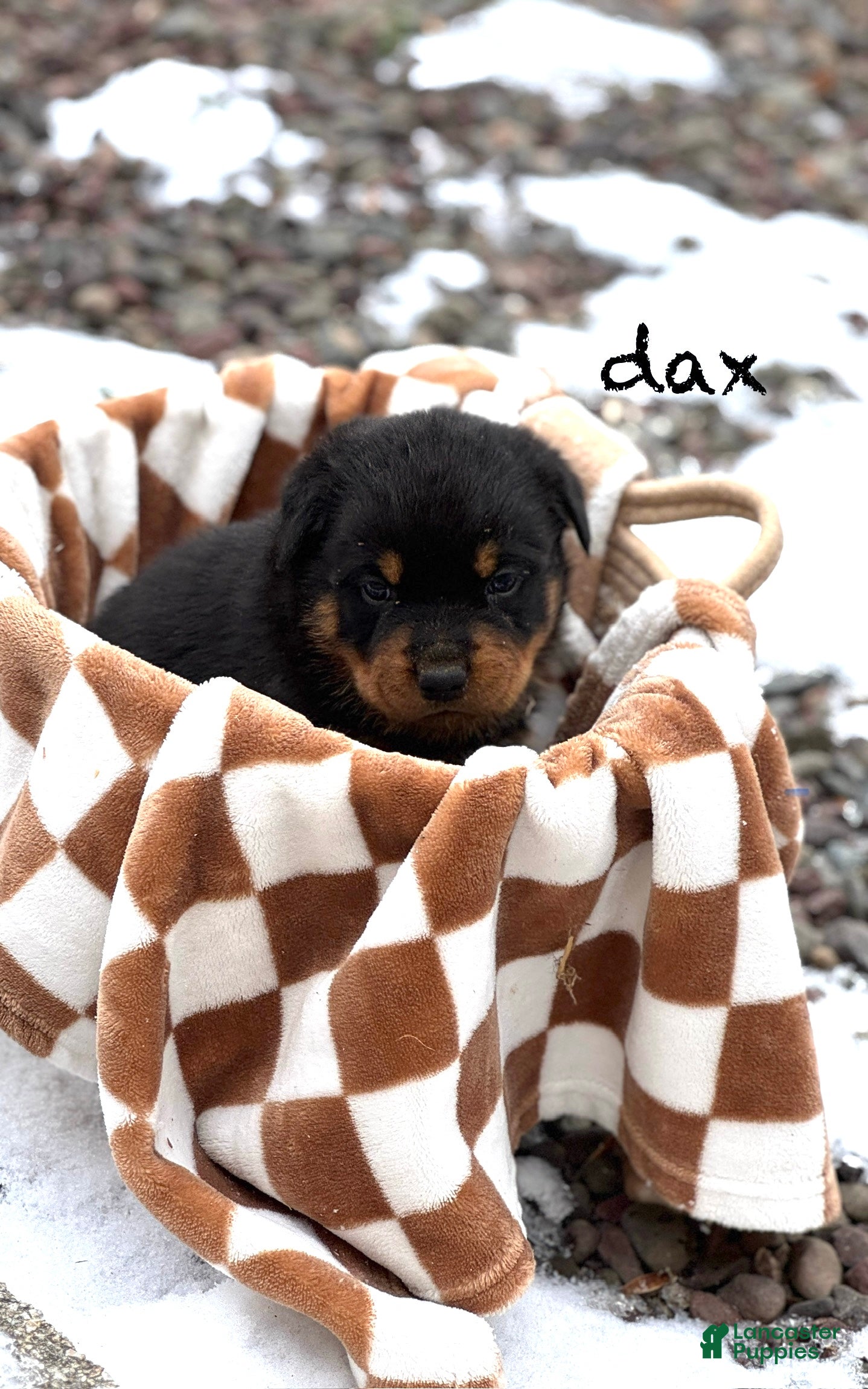 Rottweiler dogs Dax (docked tail)  - Ad 42