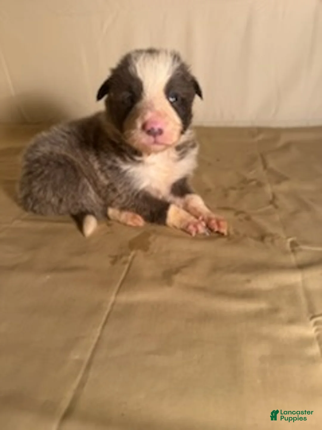 Border Collie dogs for sale: Lilac/White Male  - Ad 6