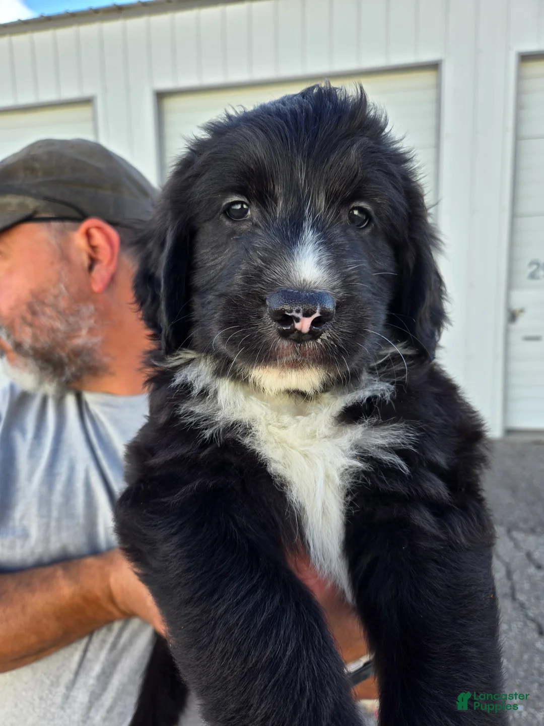 Mixed Breed dogs for sale: Flair - Ad 2
