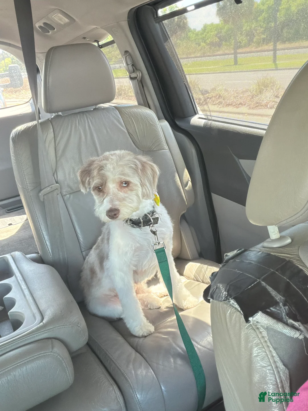 Mini Aussiedoodle dogs for sale: Perseus  - Ad 5