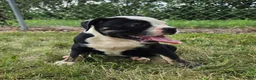 Olde English Bulldogge dogs for sale: Ed - Ad 3