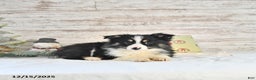 Miniature Australian Shepherd dogs for sale: Tundra - Ad 4
