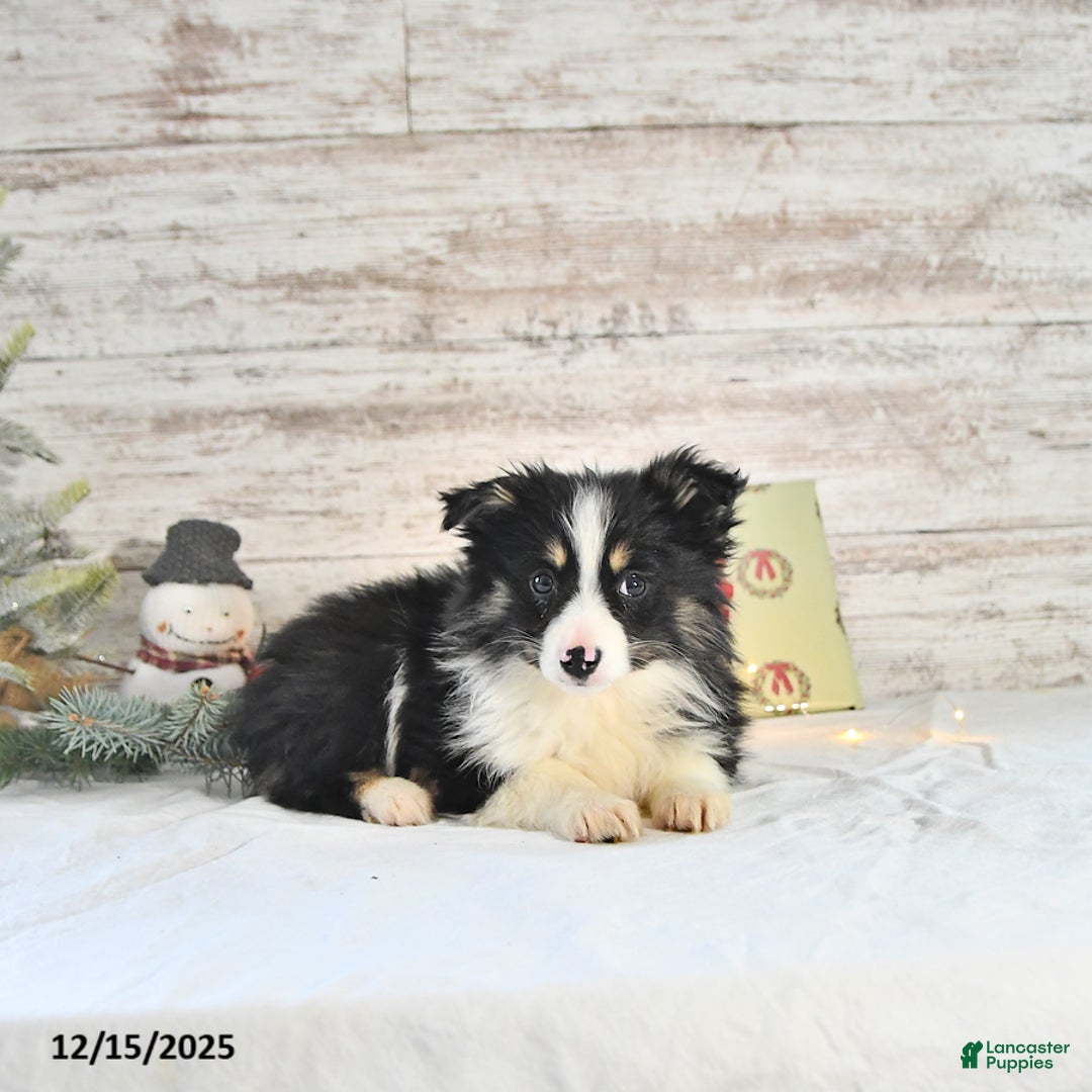Miniature Australian Shepherd dogs for sale: Tundra - Ad 4
