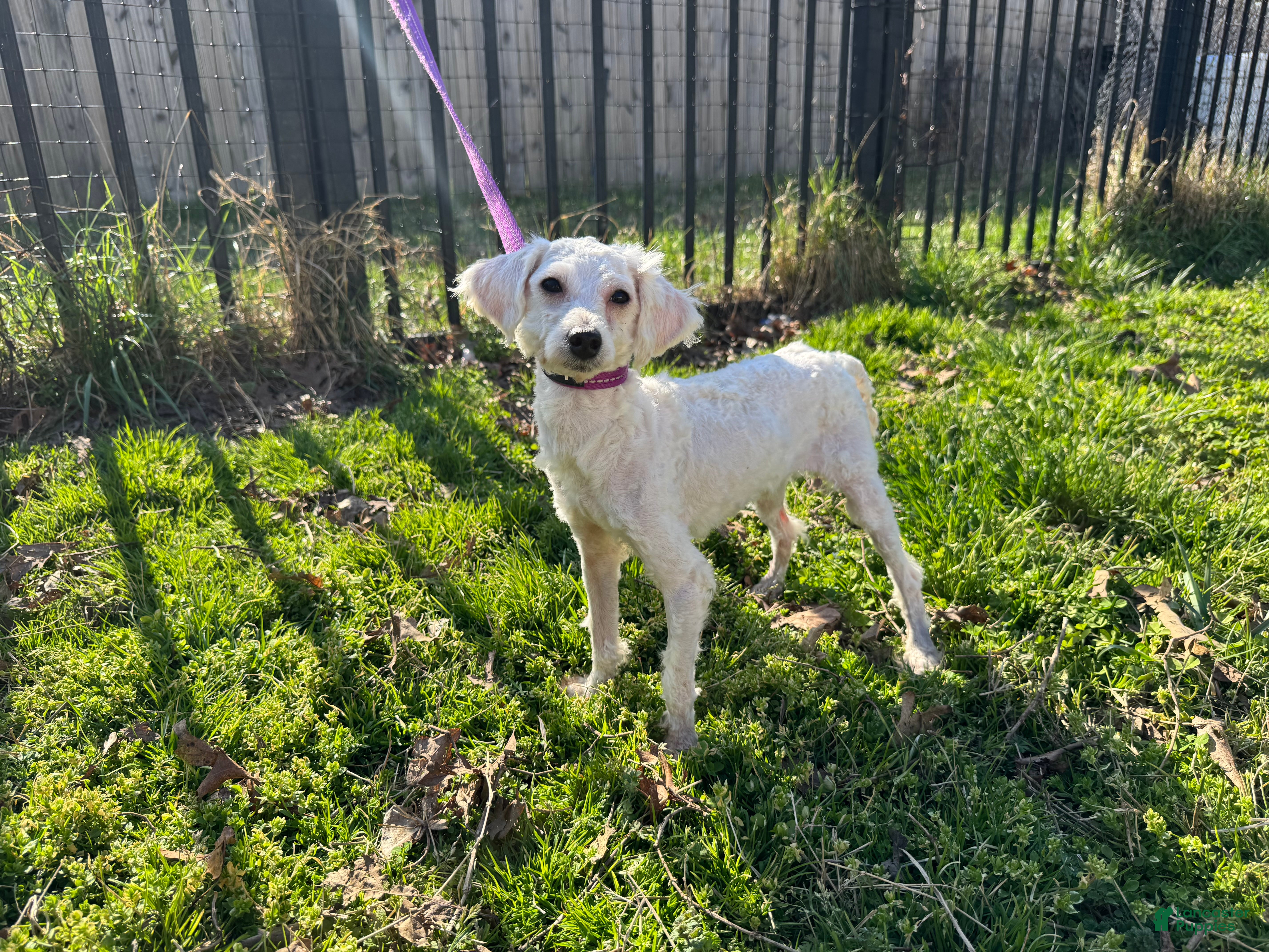 Toy Poodle dogs Oyster 7.1lbs - Ad 23