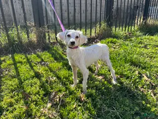 Toy Poodle dogs Oyster 7.1lbs - Ad 39