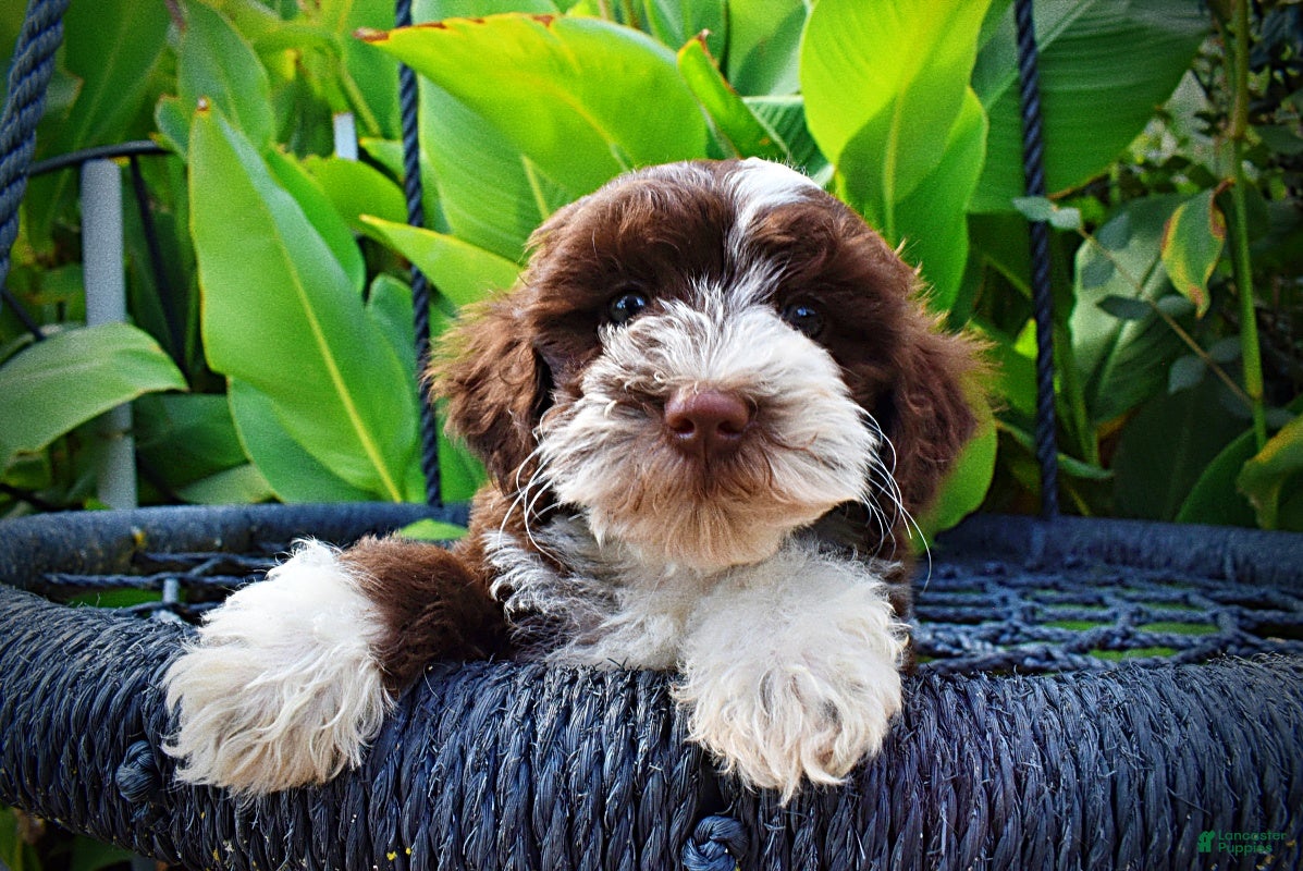 Havapoo dogs Katie - Ad 2