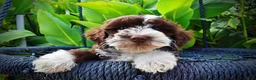 Havapoo dogs for sale: Katie - Ad 2