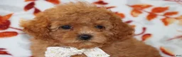 Toy Poodle dogs for sale: Pierre - Ad 3