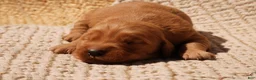 Golden Retriever dogs for sale: Daisy -AKC, Genetically Clear - Ad 88